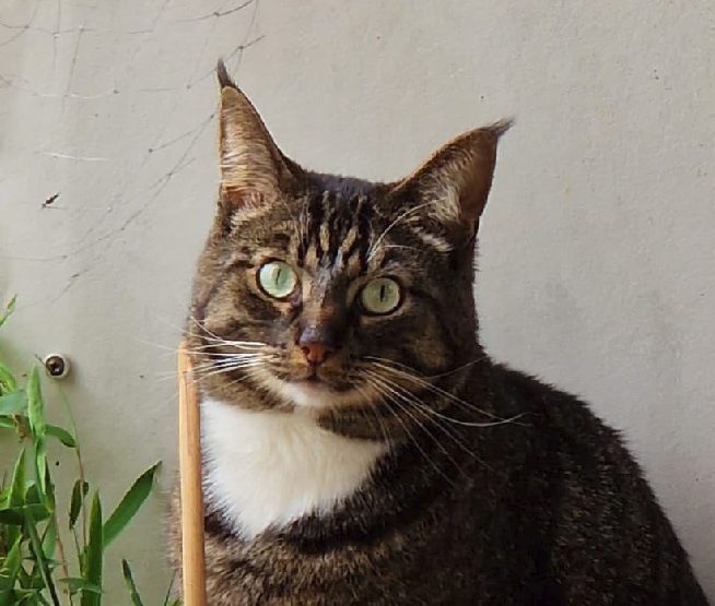 Photo of Ryshiu
